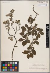 Foto von Salix aurita L.